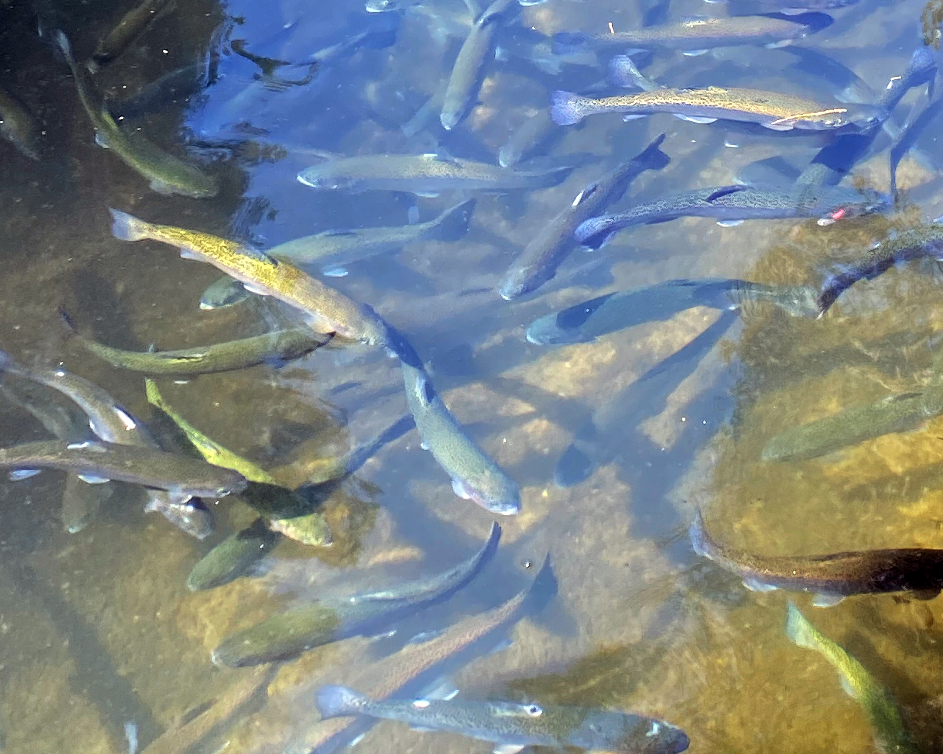 Regenbogenforellen im Fischergut Rheinsulz